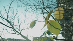 DSCF4365