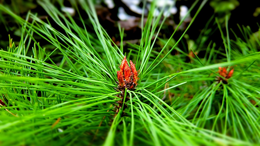 DSCF0451