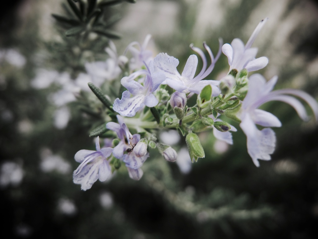 DSCF0715