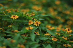 夏の花
