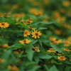 夏の花