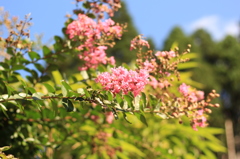 夏の花