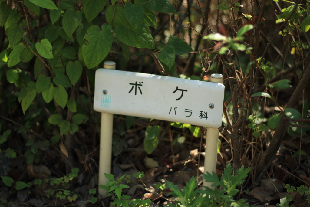 ボケ