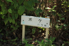 ボケ