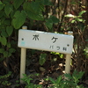 ボケ