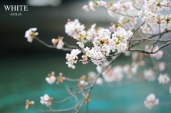 水と花と、暖かい風