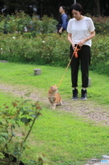 ショートヘアーの女性と散歩の猫
