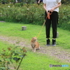 ショートヘアーの女性と散歩の猫