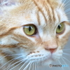 NEKO II
