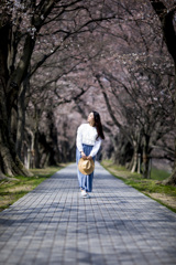 「桜道」