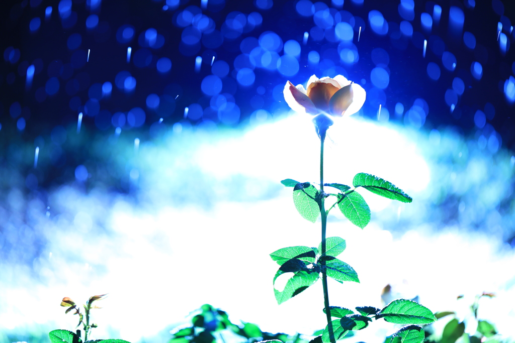 涙雨