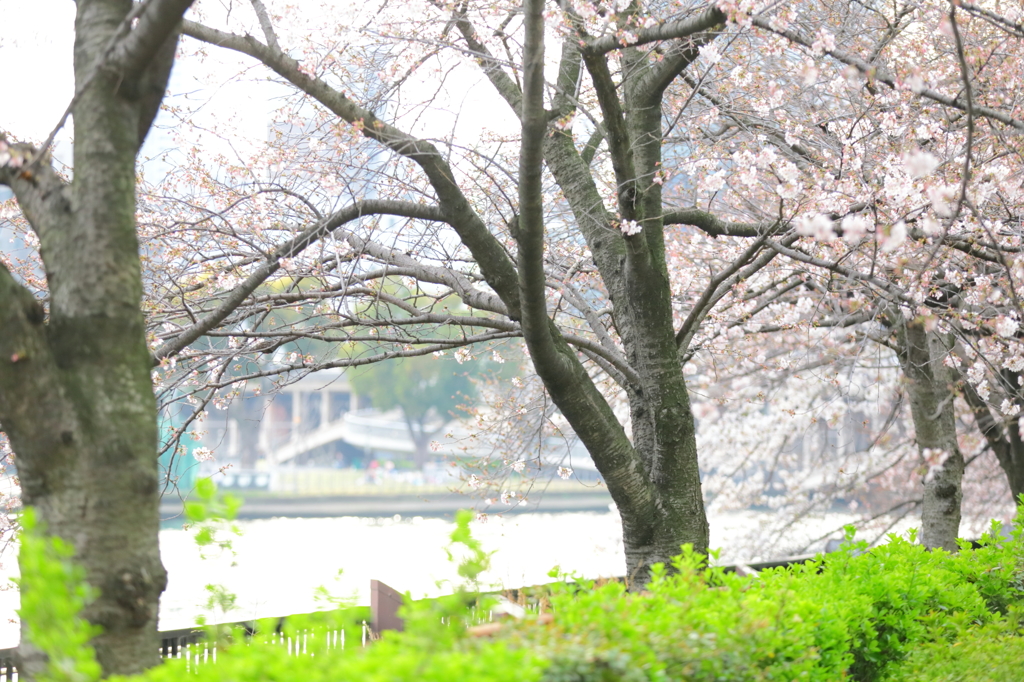 spring green and pink