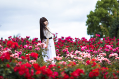 「rose field」