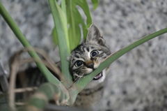 カプッッ、噛んぢゃう子猫