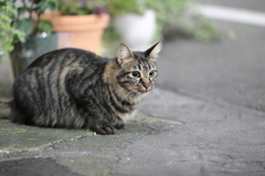 猫と観葉植物