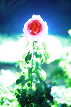 悲しき1年恋