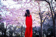 「今年の春桜」