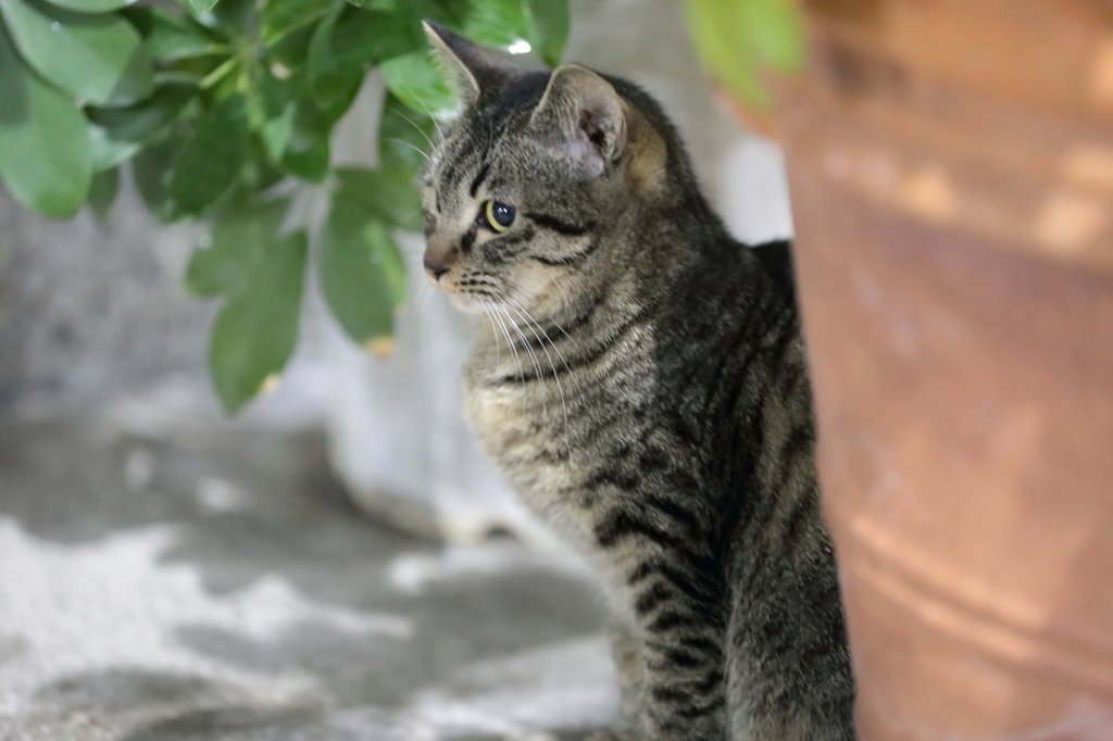 ほそ子 と ふと子 （新猫）の、　ほそ子　