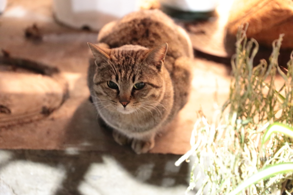 陽のあたる場所