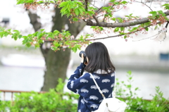 春の木 カメラ女子