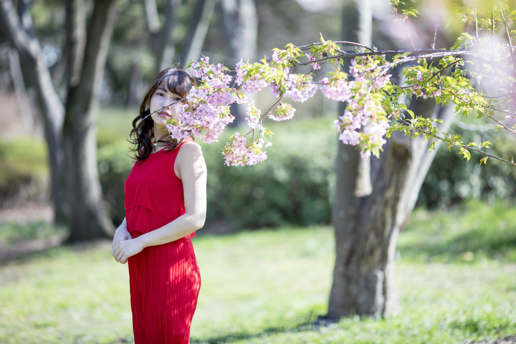 「1本桜」