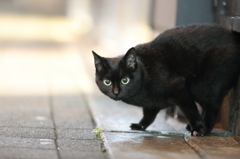 赤鼻の黒猫はん