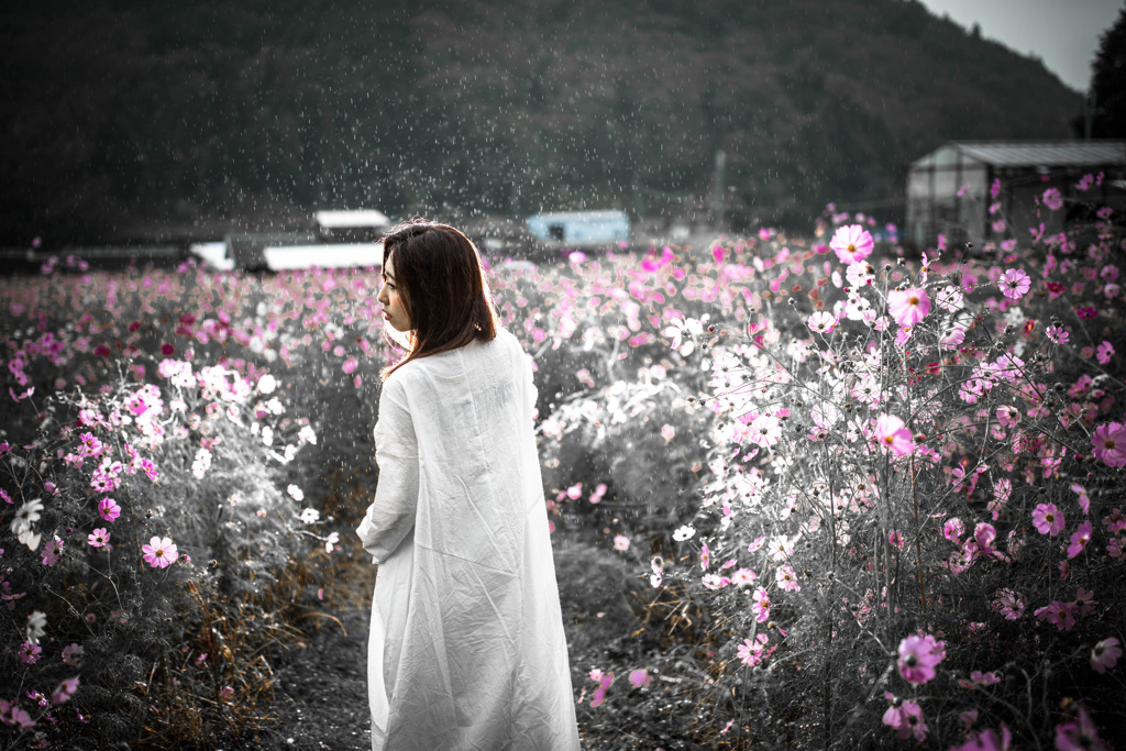 「雨の秋桜」2