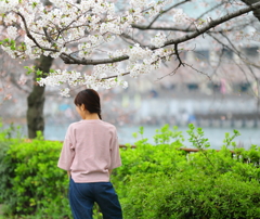 haru no iro