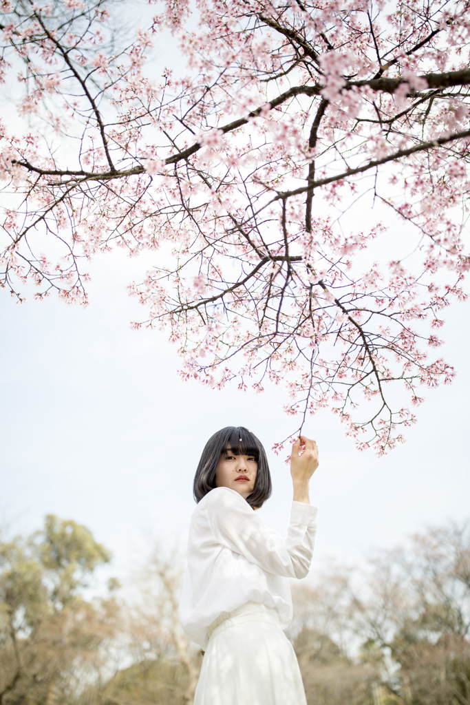「桜の花」
