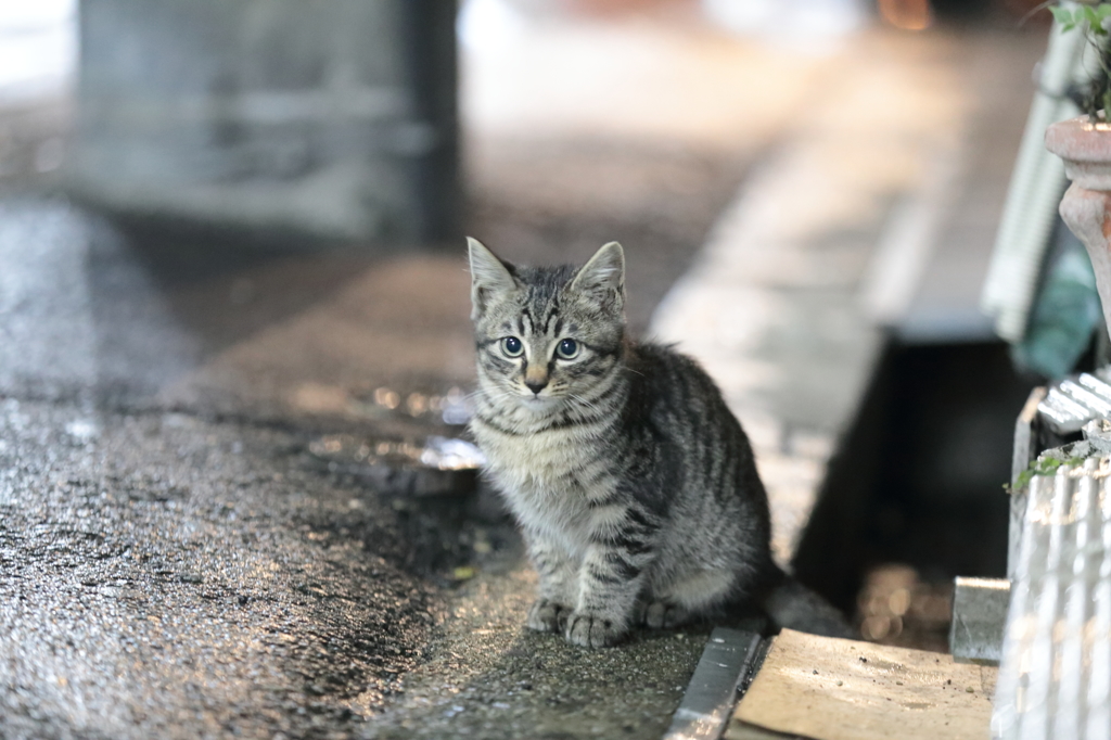 お座り子猫