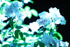 WHITE ART FLOWER ～「君の瞳に映る希望」～