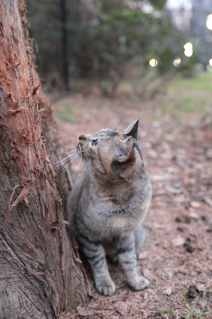 猫娘は上を調べた