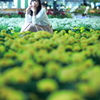 field of flowers