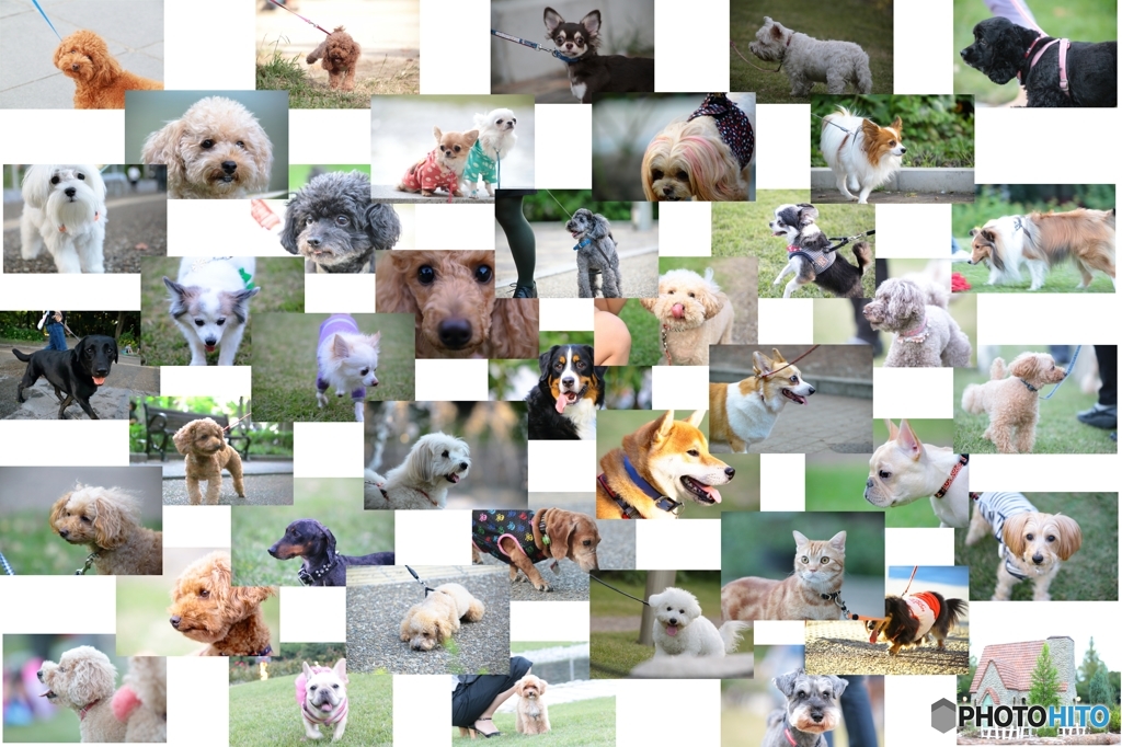 犬集合２