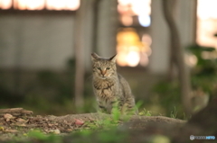 トラニャン