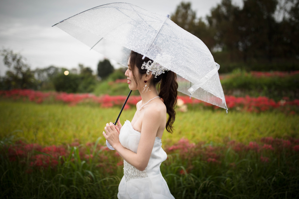 「Lycoris radiata」