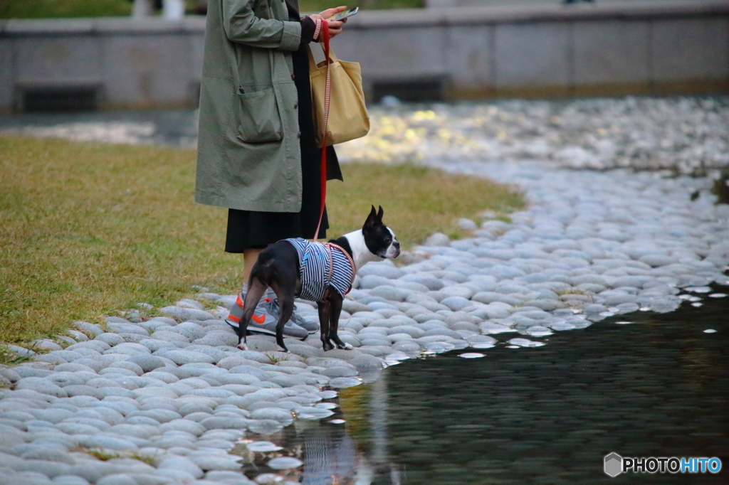 女性と犬の散歩