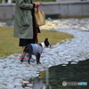 女性と犬の散歩