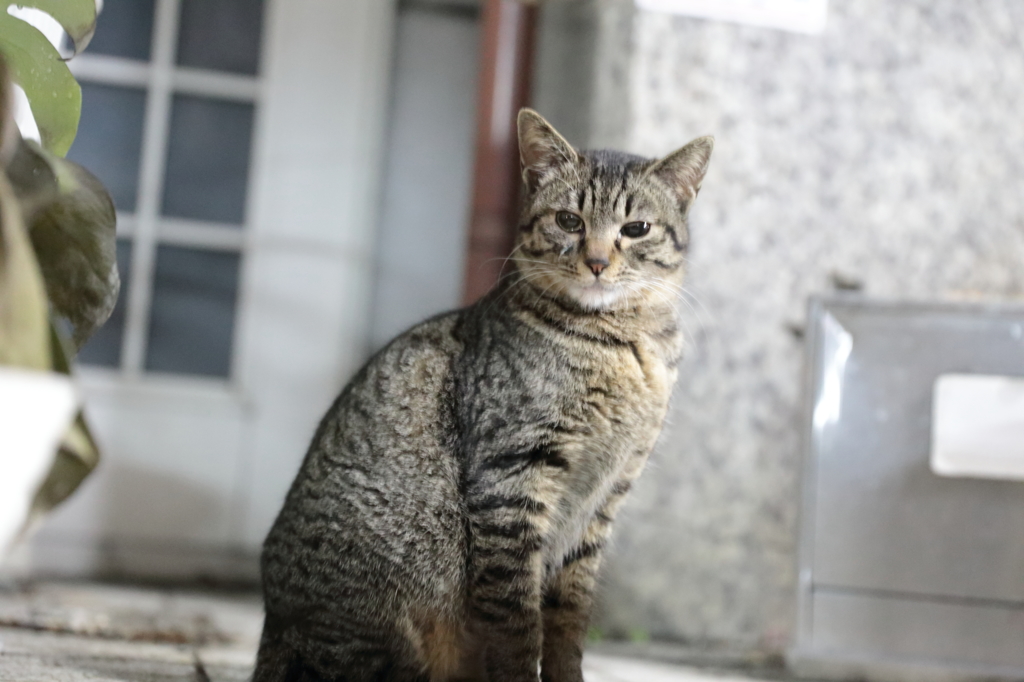 次回猫物語「新たなママ登場！？」