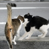 トライアングラー バトル