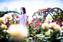 「薔薇の刺と、薔薇の花びら」