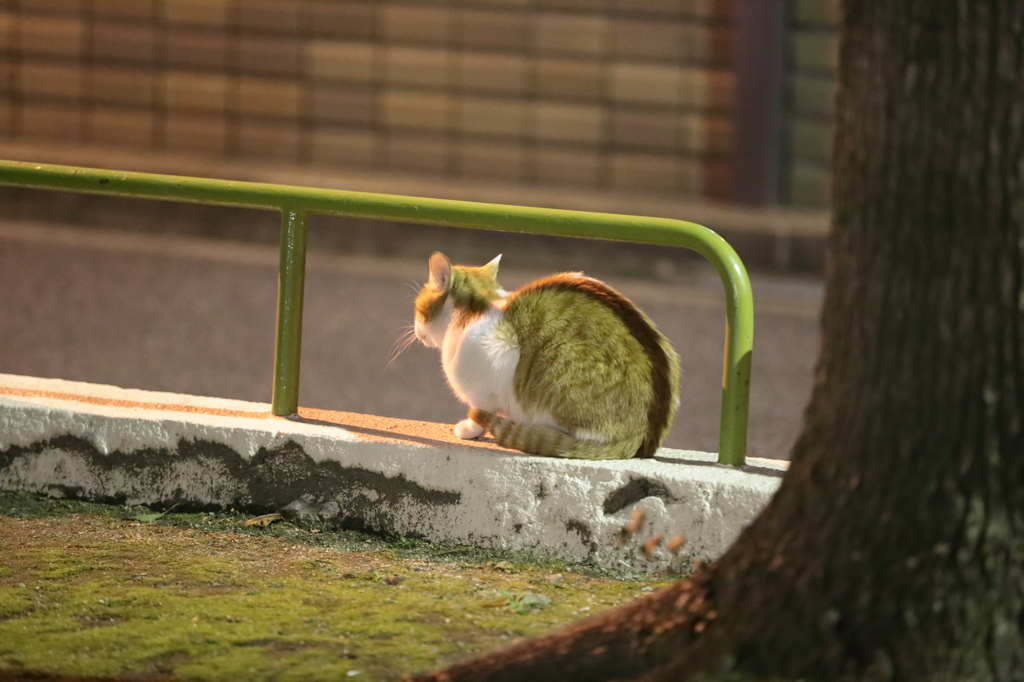 ご飯まだかな～