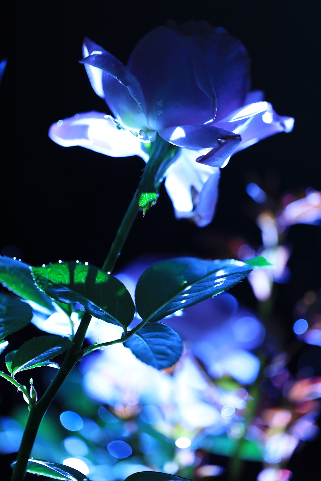 雨と花-Rain flower-