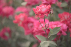 恋は花の色のように