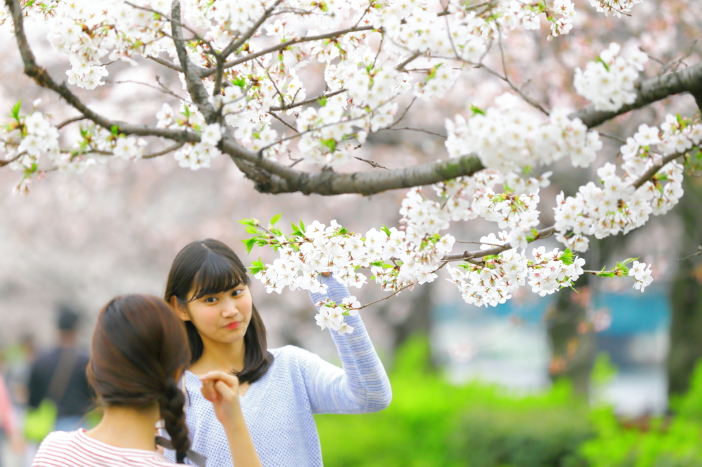 spring flower