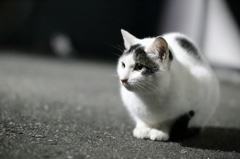 夜の店付近の奥に住む猫ちゃんたち