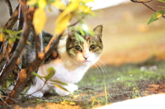 0時、猫、会いに行く