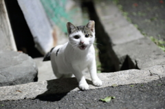 下から甘えん坊猫ちゃん