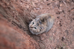 森の猫娘