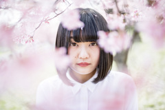「包まれ桜」